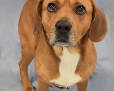 Buddy 119-25 - Beagle Male Dog for Adoption
