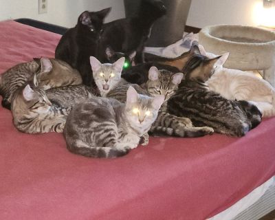 $30  each. All black abd grey tabbies males, females