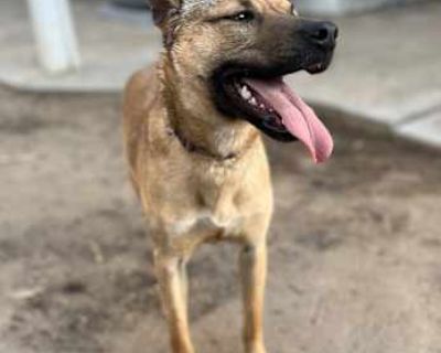 Chewy - German Shepherd Dog/Belgian Malinois Mix Male Dog for Adoption