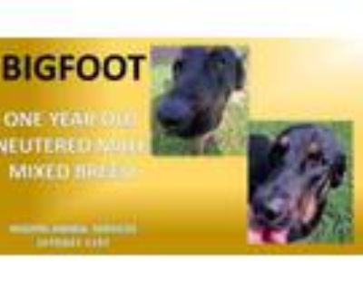 Adopt BIGFOOT a Rottweiler, Labrador Retriever