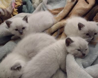 Hypoallergenic blue point blue eyes beautiful babies. Raised underfoot by senior. Very loving and great along great with children and other pets!! Males and females. 336-927-2293 $600.