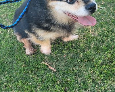 TANUKI - Terrier & Corgi Mix Female Dog for Adoption