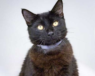 Pepe is a 7-month-old bundle of curiosity and charm! This black Domestic Medium Hair kitten is very outgoing and loves to explore every nook and cranny in his environment. He is very playful and often carries his favorite toys around like a dog. When he s not on an adventure, Pepe shows his affectionate side by leaning in for pets and keeping you company wherever you are. If you re looking for ...