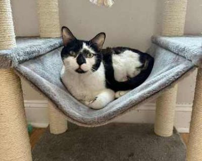 Moo - Domestic Shorthair Male Cat for Adoption
