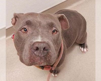 SERENITY - American Pit Bull Terrier Mix Female Adult Dog for Adoption