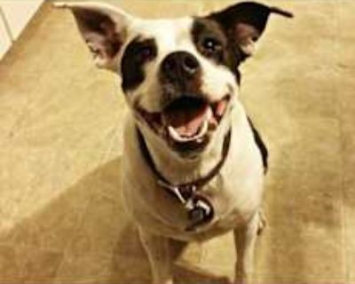 Mickey - American Pit Bull Terrier Male Dog for Adoption