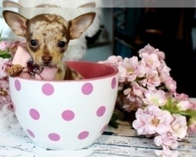 9 Weeks Old * Size at Maturity: Small * Availability Date: 11/12/2025 * Shipping Area: Nationwide * Payment Method: Paypal, Credit Cards, Cash *. Pups from $1550 I can hand deliver the puppy to your home with a nanny for a low fee. The puppy is precious and I have others. I specialize in teacups and tiny breeds. Please visit my website link .dogboutiquestore Call me 954-270-3284 Thank you