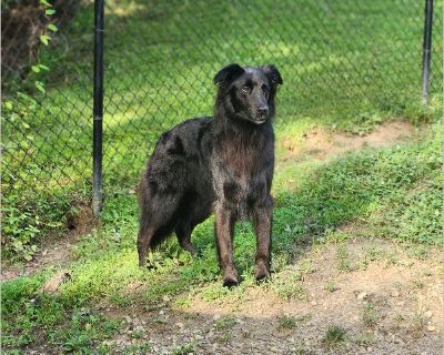 Beautiful, loving and energetic dog. He is not compatible with the very small frail dog in the house with us. Looking for a good home, where he can expand his boundless energy and joy.