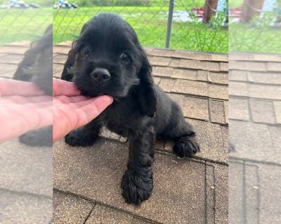 Sweetie - Cocker Spaniel Female Puppy for Sale