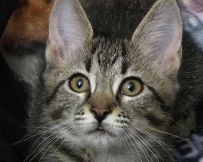 Child. Brown tabby. Hair: short. Microchipped. You can fill out an adoption application online on our official website. Laci, Laila, Layne and Lilo came to us with their mother Lettie as well as Lenni and Lilli who are Lettie's kittens from her prior litter. They were only about 4 weeks old when we took them into a foster home. They are very sweet, friendly, playful kittens. They are FIV/Leukem...