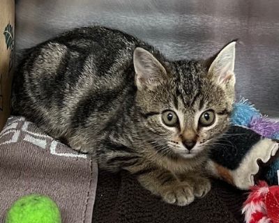 Benita - Domestic Short Hair Female Cat for Adoption