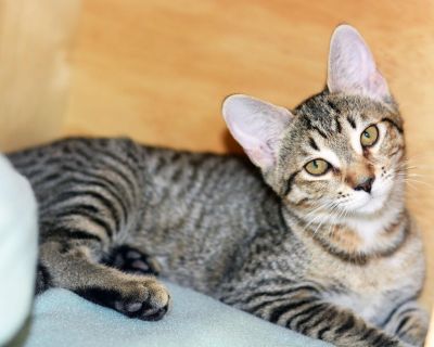 Tabby Spayed/Neutered Housebroken Vaccinations up to date RUBY - ID#A057451 Hi, my name is Ruby. I am a spayed female, brown tabby Domestic Shorthair. The shelter staff think I am about 14 weeks old.