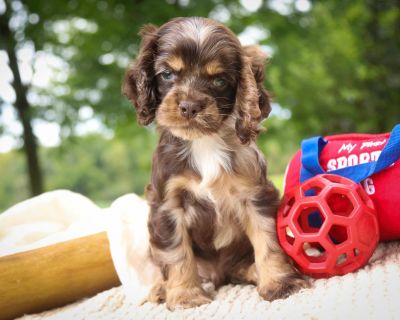 4 Male and 2 Female Cocker Spaniel Puppies for Sale