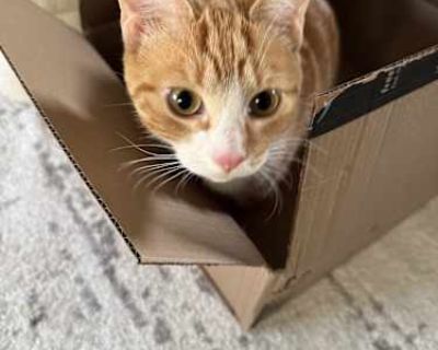 Cruise is 1 and a half born on May 16th, 2024 He is the clumsiest, most curious and all around sweetest boy. He loves to cuddle and play (on his terms of course) he has been in a house with cats and dogs and hasn t shown any signs of aggression and will just stay out of the way until he gets comfortable. I m solely rehoming him due to costs and not being able to afford the care he needs.. Good ...