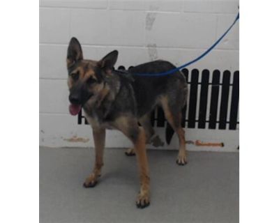 LEIA - Belgian Malinois Female Dog for Adoption