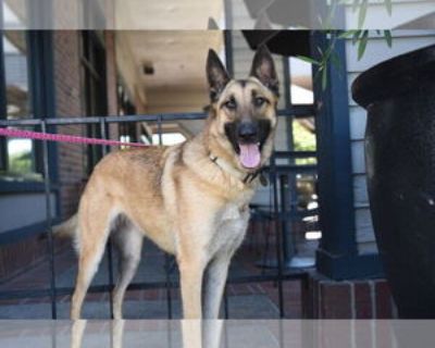 Dakota - Female German Shepherd Dog Adult Dog for Adoption