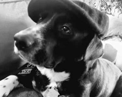 Punky - Labrador Retriever/American Pit Bull Terrier Mix Male Dog for Adoption