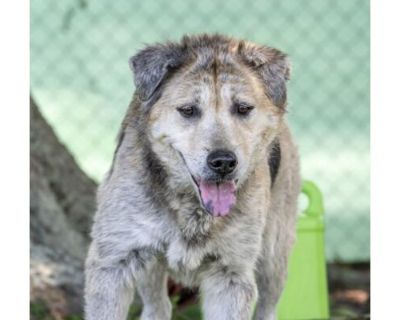 Murphy (Cocoa Adoption Center) - Labrador Retriever/Mixed Breed (Medium) Mix Female Dog for Adoption