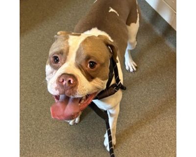 Cash - American Bulldog Male Dog for Adoption