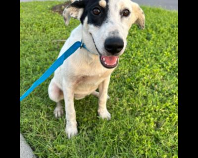 Patches - Australian Shepherd Female Puppy for Adoption