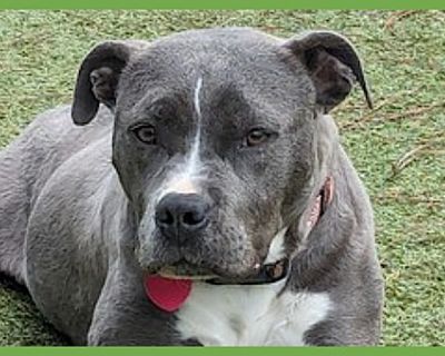 Samadhi - American Pit Bull Terrier Female Dog for Adoption