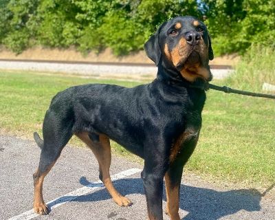 Taz - Rottweiler Male Dog for Adoption