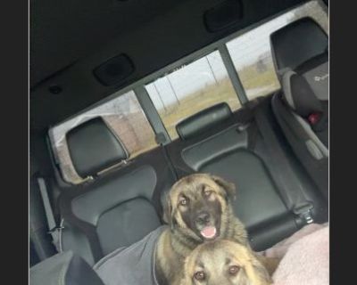 Beau - Male Puppy Great Pyrenees / German Shepherd for Adoption