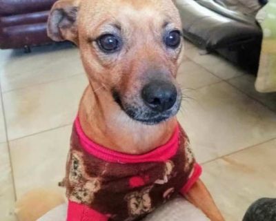 Mammies - German Pinscher Female Puppy for Adoption