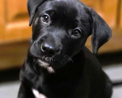 Nugget - Labrador Retriever/Pit Bull Terrier Mix Female Puppy for Adoption