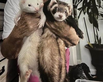 Ferrets
