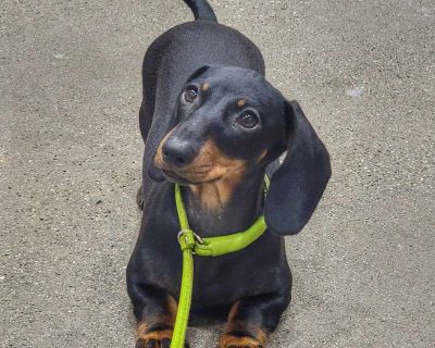 1 Female Dachshund Puppy for Sale