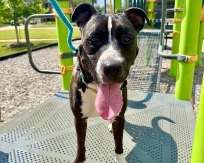 Meet Buddy Your Big-Hearted Adventure Pal! This is your ol pal, Buddy! A loyal goofball with a heart full of love and legs made for adventure, Buddy is that perfect blend of silly, sweet, and soulful. At around 3 years old and 56 pounds of pure personality, he might be a pittie/lab mixbut all we really know for sure is that he's 100% lovebug. Buddy recently spent time in a foster home with a re...