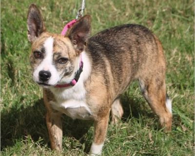 On June 12, 46 dogs were saved from a 'rescue' in Patrick County where they were living in crates and outdoor kennels and not being properly cared for. As you know we have a special place in our hearts for Patrick County Public Animal Shelter and were able to help them by taking six of the dogs into our program! Meet Little Miss, who is now ready for adoption! Little Miss is a 13 pound, mixed b...