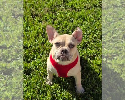 Cooper - French Bulldog Male Puppy for Sale