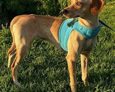 Tully - So Ca - Beagle/Greyhound Mix Female Dog for Adoption