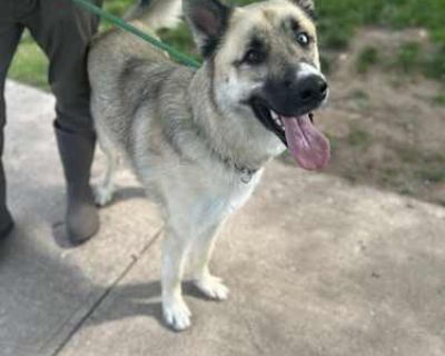 Porter - German Shepherd Dog/Siberian Husky Mix Male Dog for Adoption