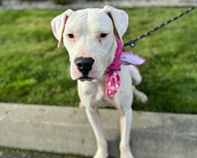 Mozzarella - Dogo Argentino Female Puppy for Adoption