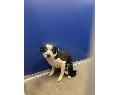 BRADEN - Border Collie Male Dog for Adoption