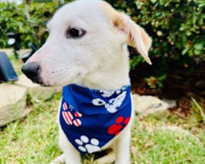 Sophie - Labrador Retriever/Great Pyrenees Mix Female Puppy for Adoption