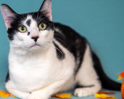 Harry - Tuxedo & Domestic Short Hair Mix Male Cat for Adoption