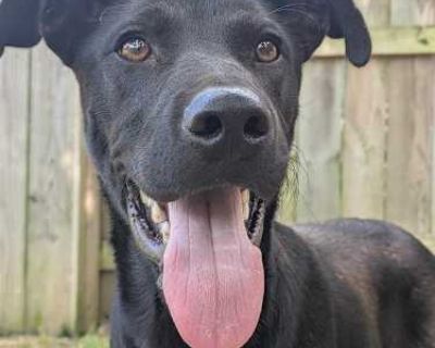 Ostern - Mixed Breed (Medium) Male Dog for Adoption