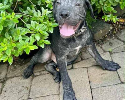 Noah - Labrador Retriever Male Puppy for Adoption