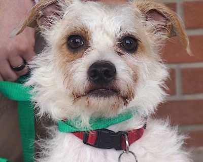 BREED-Jack Terrier Mix; SEX-Male; SIZE-Small; WEIGHT-18 lbs.; AGE-Approximately 2 Years; SPAY/NEUTER-Yes; HOUSETRAINED-Currently Uses Doggie Door; GOOD WITH KIDS-Yes; GOOD WITH DOGS-Yes; GOOD WITH CATS-Unknown; HISTORY-Rescued From A Local Shelter; ADOPTION FEE-$300; Hi! I m Charlie, a magical dog with a tale to tell. One day, while chasing a butterfly, I stumbled into a mysterious, glowing por...