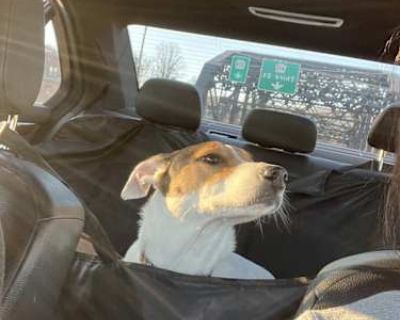 Lily - Beagle/Dalmatian Mix Female Dog for Adoption