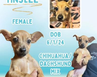 Tinslee - Dachshund & Chihuahua Mix Female Puppy for Adoption