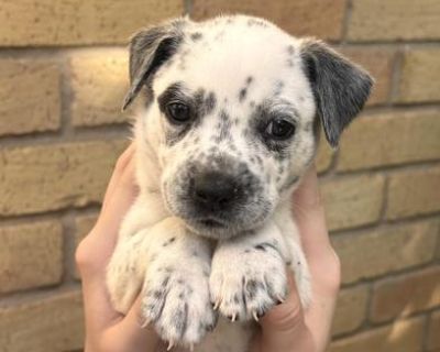 Wasabi - Australian Cattle Dog / Blue Heeler & Jack Russell Terrier Mix Female Puppy for Adoption