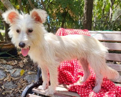 Sunny - West Highland White Terrier / Westie & Terrier Mix Male Dog for Adoption