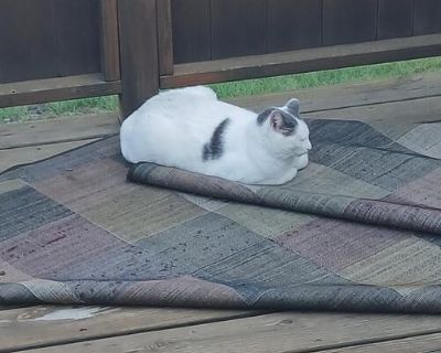 Sister cats