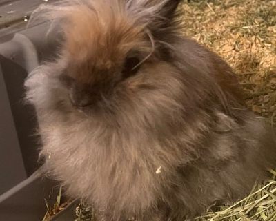 Lionhead rabbit