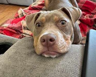 Sweet Pea (AL) - Pit Bull Terrier Female Puppy for Adoption